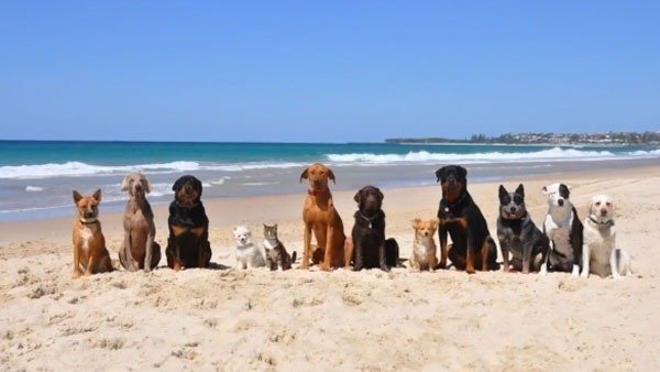 Gavà ya tiene una playa para perros.  Conoce su espacio y sus condiciones para que puedas ir tranquilamente con tu perro.