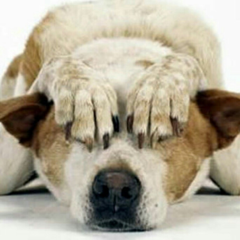 La mayoría de perros entra en pánico con los petardos, algunos huyen despavoridos, otros tienen taquicardia, angustia y estrés... 
