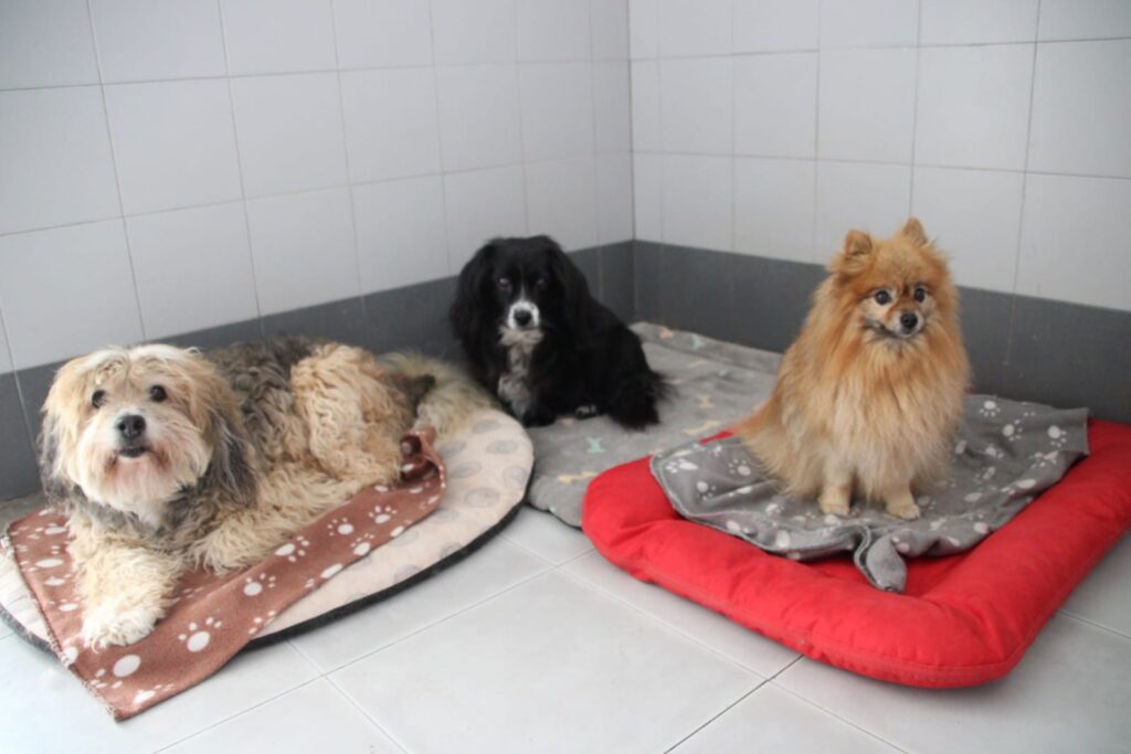 Residencia canina Brunete, una de las mejores residencias de España. Es un lugar idílico para los perros, disponen de todas las comodidades.