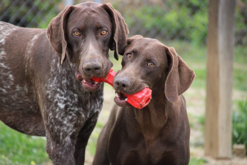  Residencia canina Brunete, una de las mejores residencias de España. Es un lugar idílico para los perros, disponen de todas las comodidades.