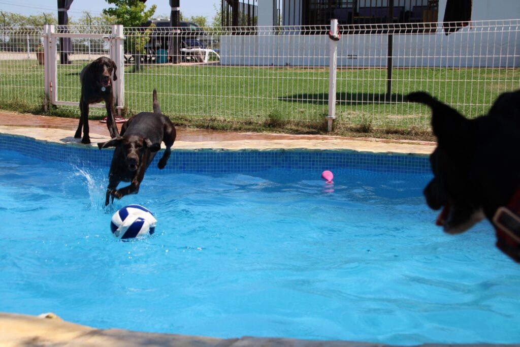 Residencia canina Brunete, una de las mejores residencias de España. Es un lugar idílico para los perros, disponen de todas las comodidades.