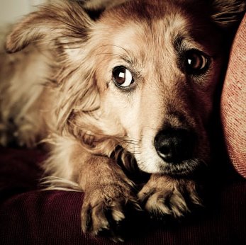 La mayoría de perros entra en pánico con los petardos, algunos huyen despavoridos, otros tienen taquicardia, angustia y estrés... 