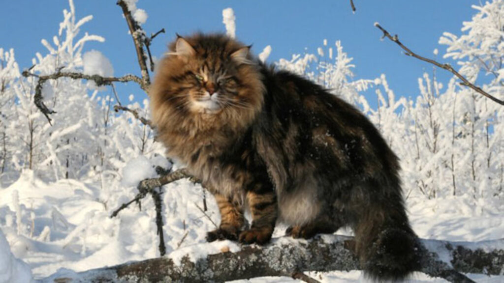 El gato siberiano puede sobrevivir a muy bajas temperaturas