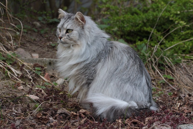 El gato siberiano puede sobrevivir a muy bajas temperaturas
