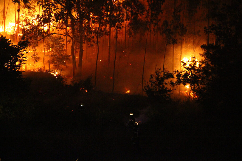 Los incendios en España acaban con la vida de miles de animales.