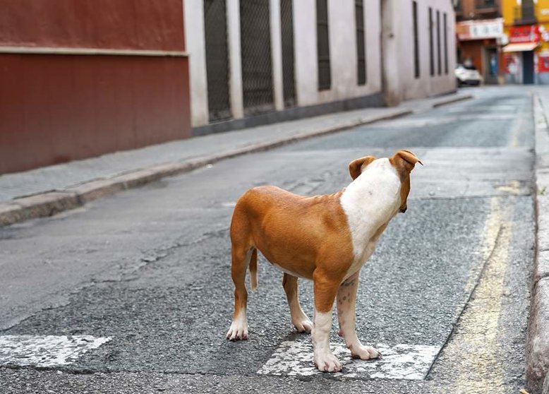 No al abandono animal