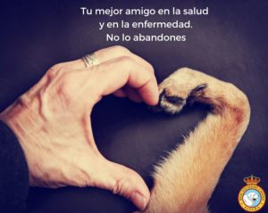 No al abandono animal