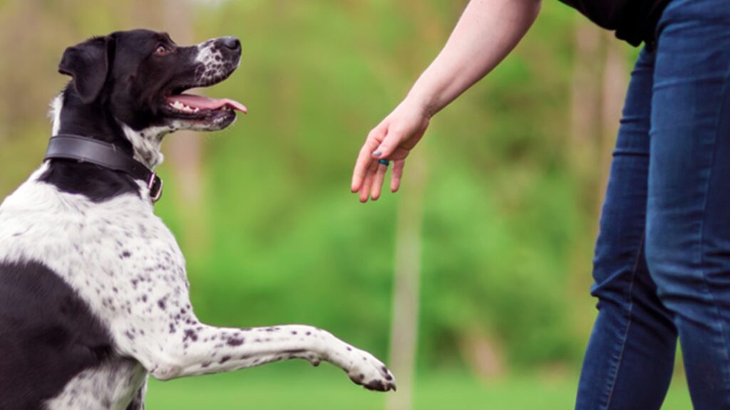 Oriol Ribas, adiestrador canino