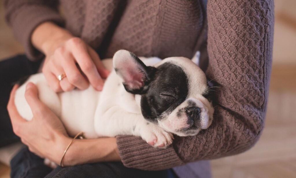 Seguros para perros, la mejor opción