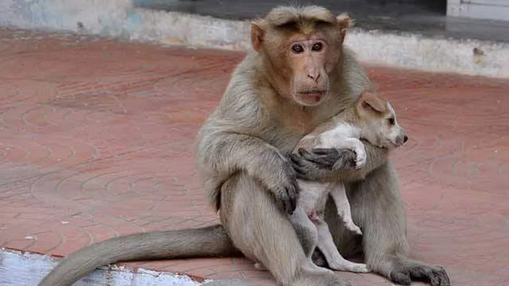 Los animales sociales: el yin y el yang del perro.