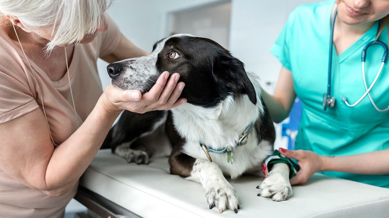 Seguros para perros, la mejor opción