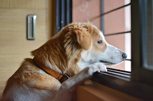 ¿Los perros pueden predecir el futuro?