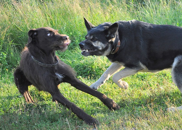 Los animales sociales: el yin y el yang del perro.