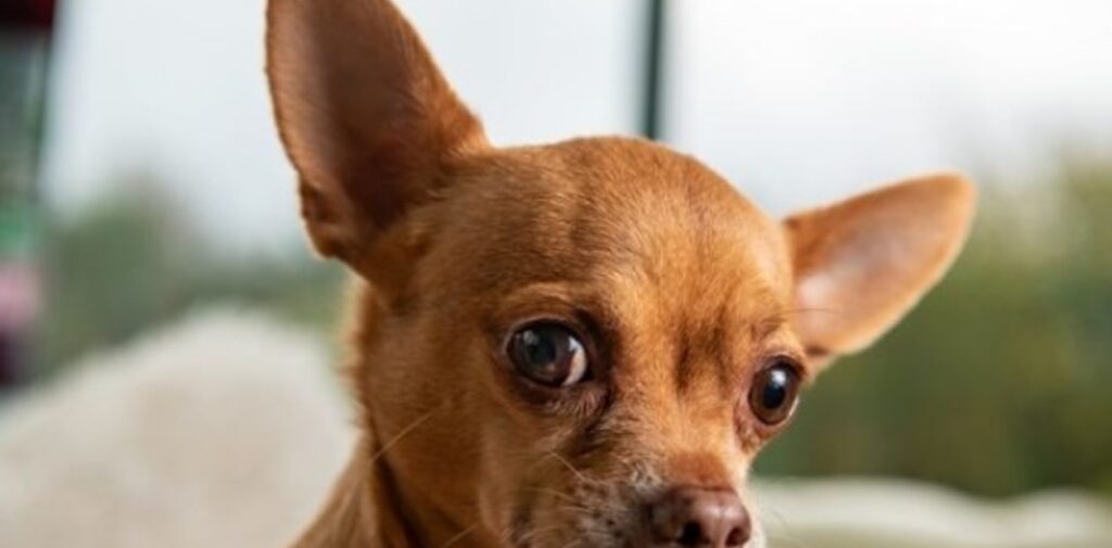 Una mujer vende su coche para poder salvarle la vida a su perro.
