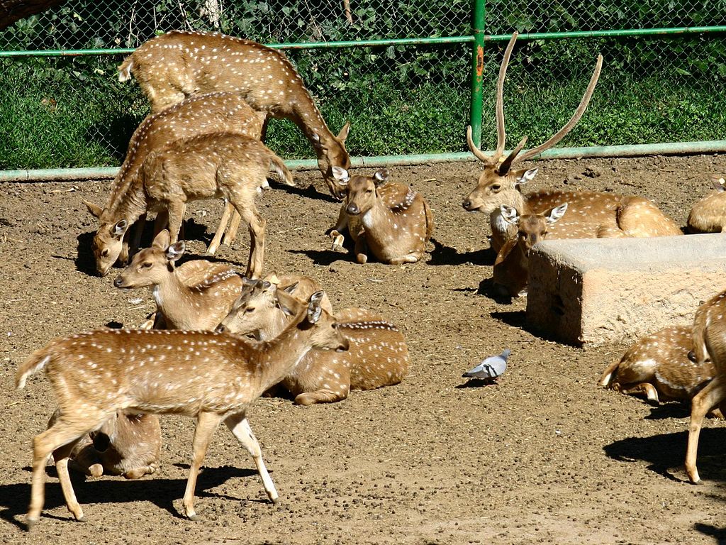 No a los zoos, una lacra de nuestra sociedad