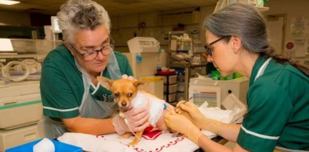 Una mujer vende su coche para poder salvarle la vida a su perro.