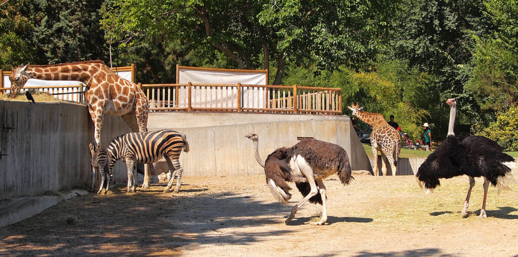 No a los zoos, una lacra de nuestra sociedad