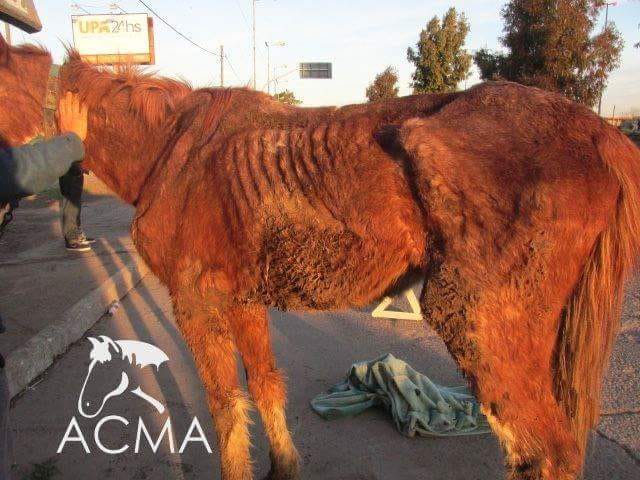 ACMA es una ONG argentina que recoge caballos maltratados. Conoce la historia de Tini.