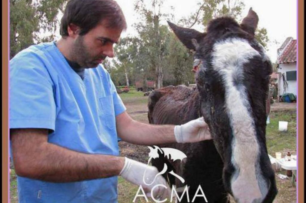 ACMA es una ONG argentina que recoge caballos maltratados. Conoce la historia de Tini.