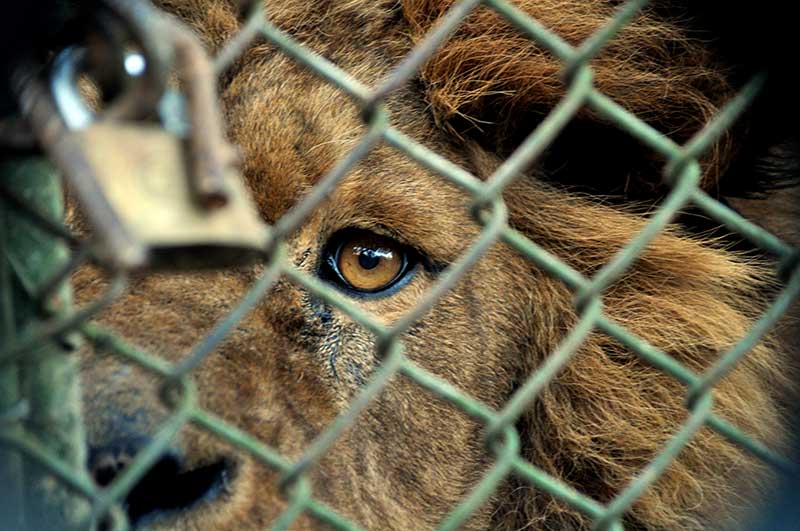 No a los zoos, una lacra de nuestra sociedad