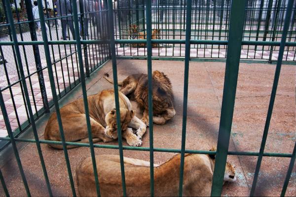 No a los zoos, una lacra de nuestra sociedad