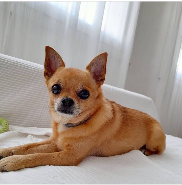 Seguimos sin noticias de Baloo, el chihuahua que fue robado en el interior de un edificio de Barcelona.