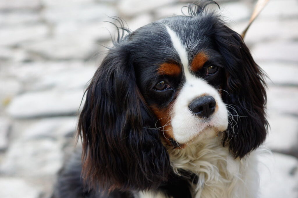 los perros braquicéfalos en el punto de mira en los Países Bajos Sus problemas de salud no son compatibles con la ley de bienestar animal vigente.