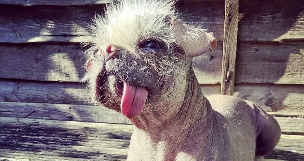 Perros más feos del mundo. Peggy compite para ser la perra más fea del Reino Unido