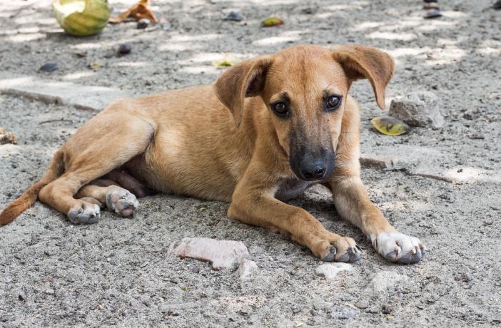 Con el lema: «No soy un regalo, soy para toda la vida», la Real Sociedad Canina de España ha iniciado una campaña para concienciar a los españoles del abandono animal por Navidad.