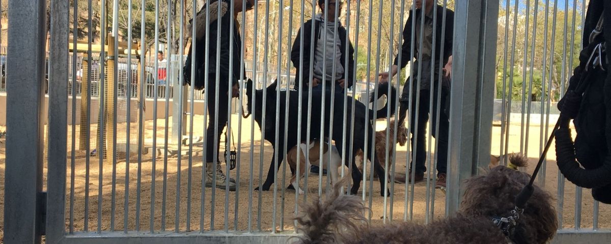 Barcelona, incapaz de solucionar el problema de los perros