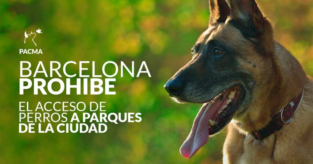 La Colau no quiere a los perros, estos no tiene espacios dignos para correr en la ciudad pese a las numerosas peticiones de la ciudadanía. 