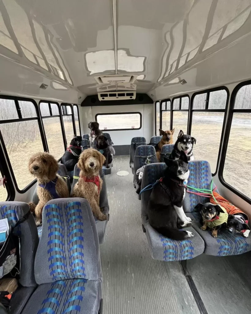 Nace en Alaska, Mo Mountain Mutts, el autobús canino que lleva a los perros de paseo. Mo y Lee se encargan de todo.