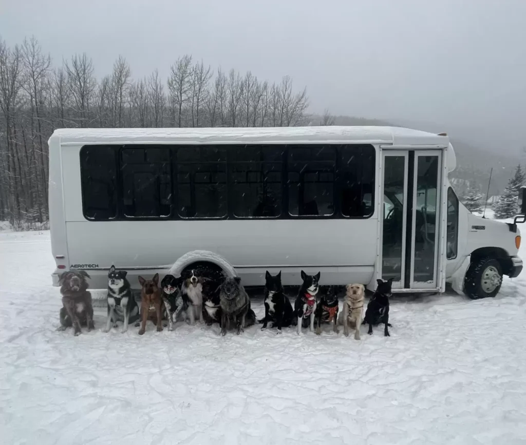 Nace en Alaska, Mo Mountain Mutts, el autobús canino que lleva a los perros de paseo. Mo y Lee se encargan de todo.