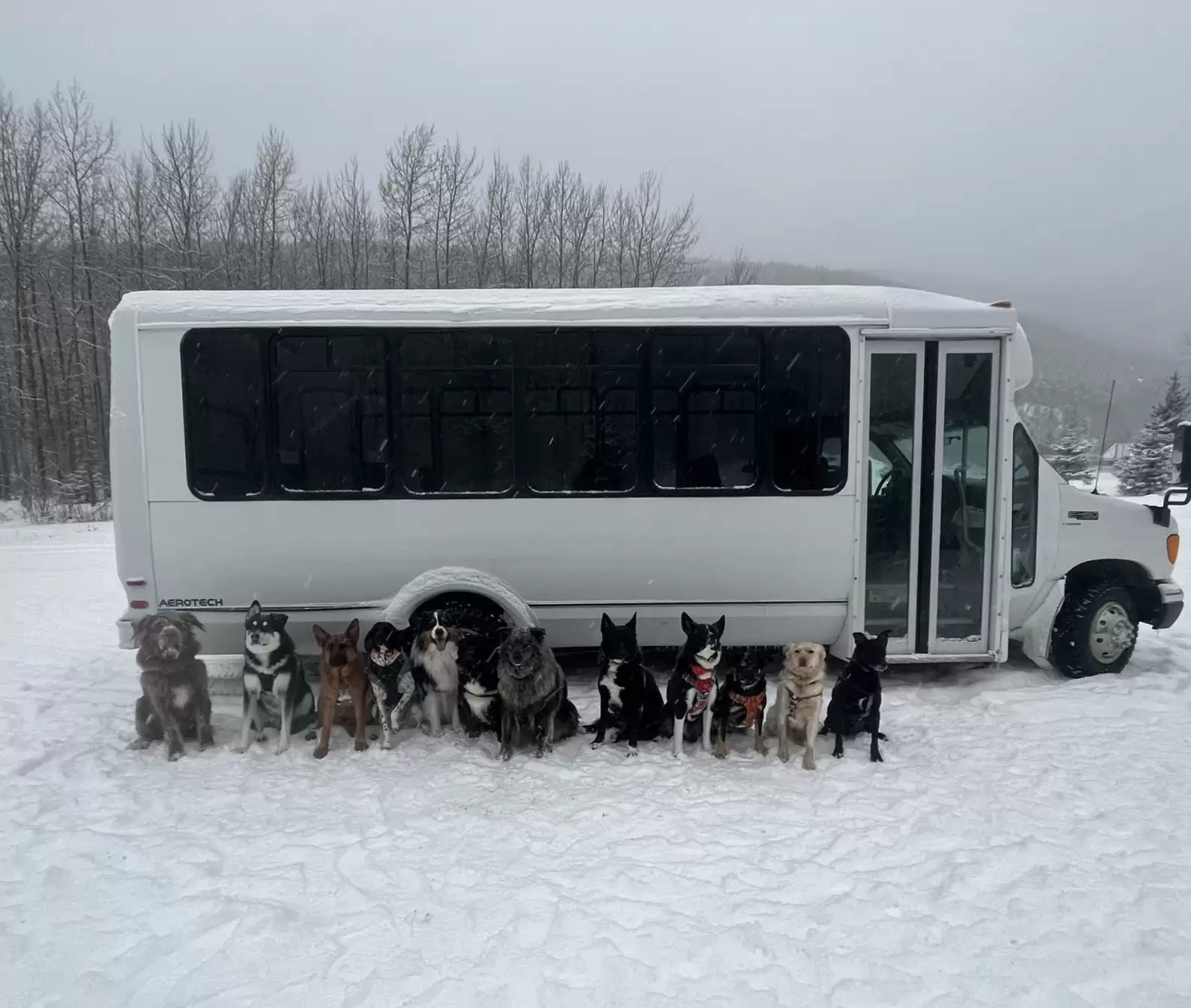 Nace en Alaska Mo Mountain Mutts, un autobús canino
