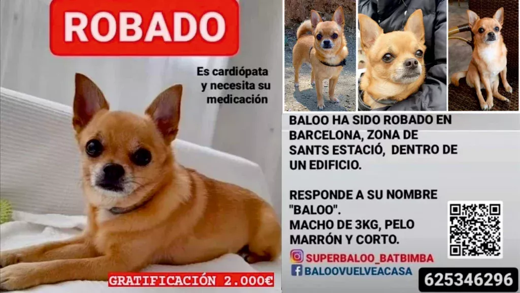 Seguimos sin noticias de Baloo, el chihuahua que fue robado en el interior de un edificio de Barcelona.