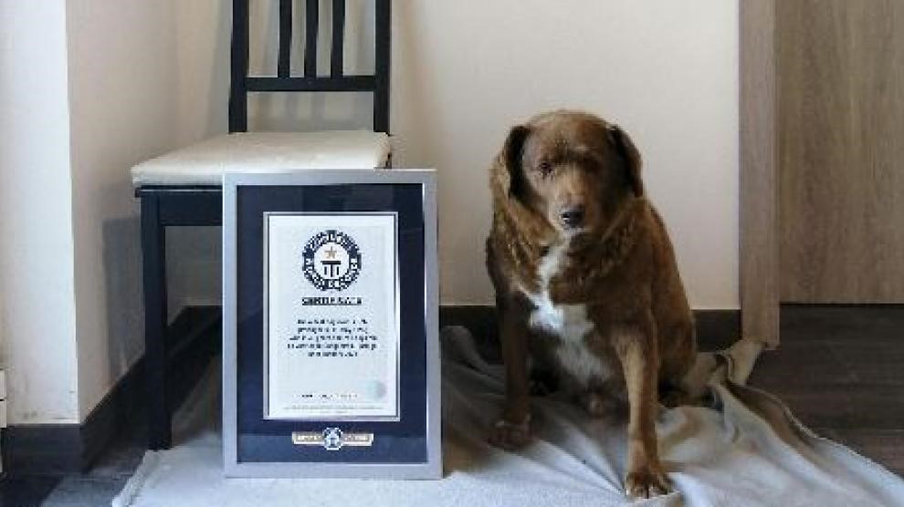 El perro más viejo del mundo se llama Bobi. Tiene 30 años y 267 días. Y por ello ha ganado el Récord Guinness 2023.