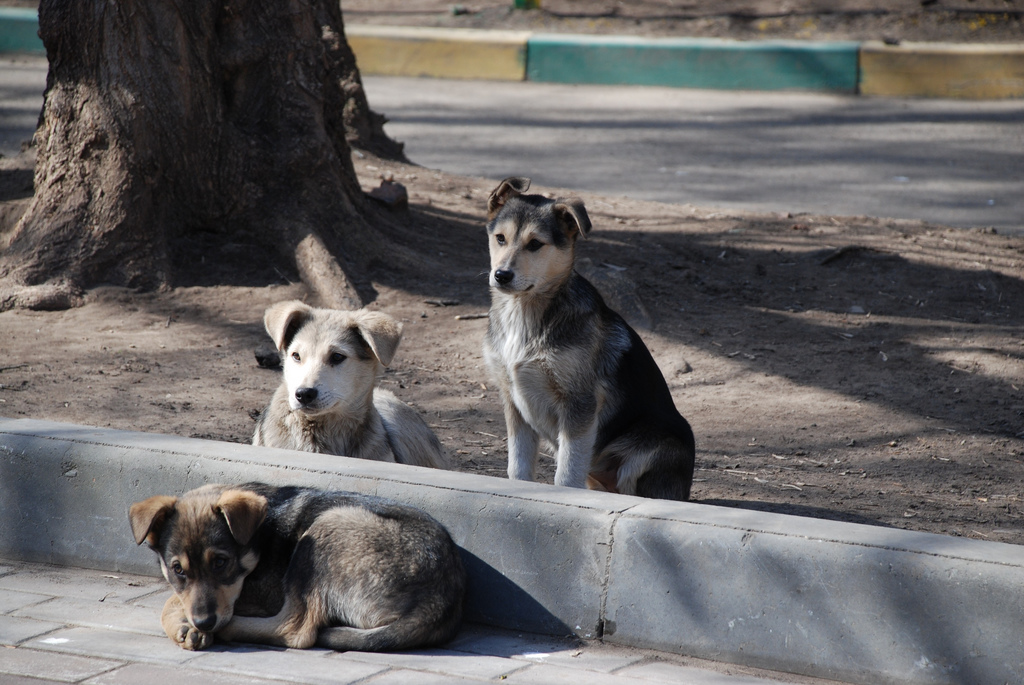 Los perros de caza se queda fuera de la ley de bienestar animal.