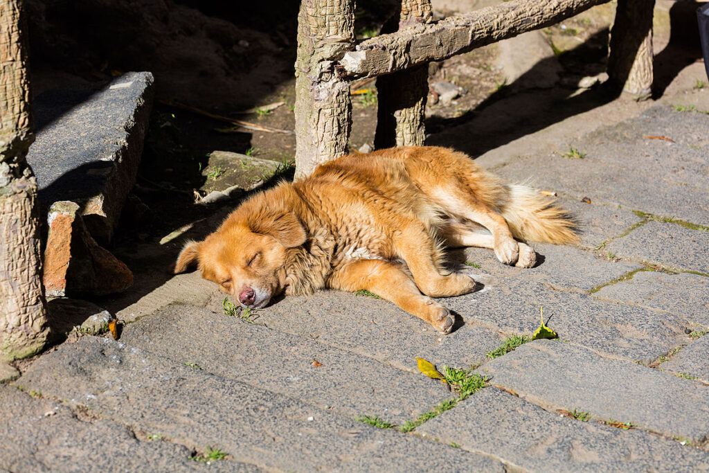 Los perros de caza se queda fuera de la ley de bienestar animal.