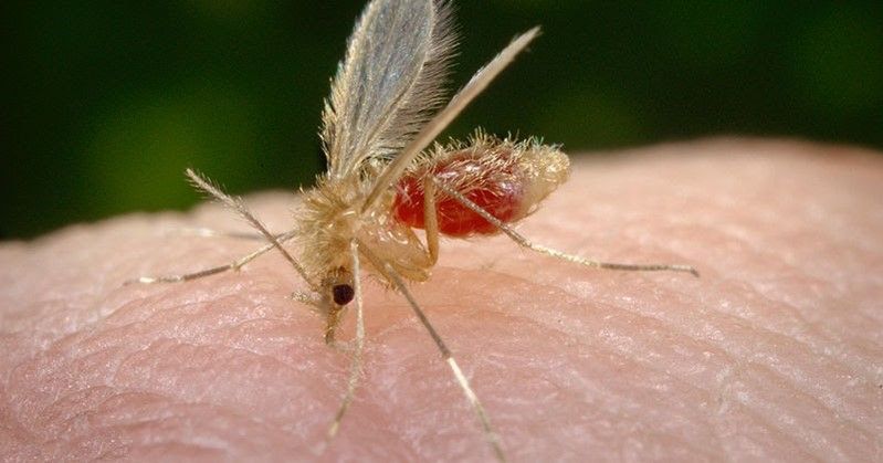 Esta primavera España lanzará al mercado una nueva vacuna contra la leishmaniosis canina, lo que supone un gran logro.