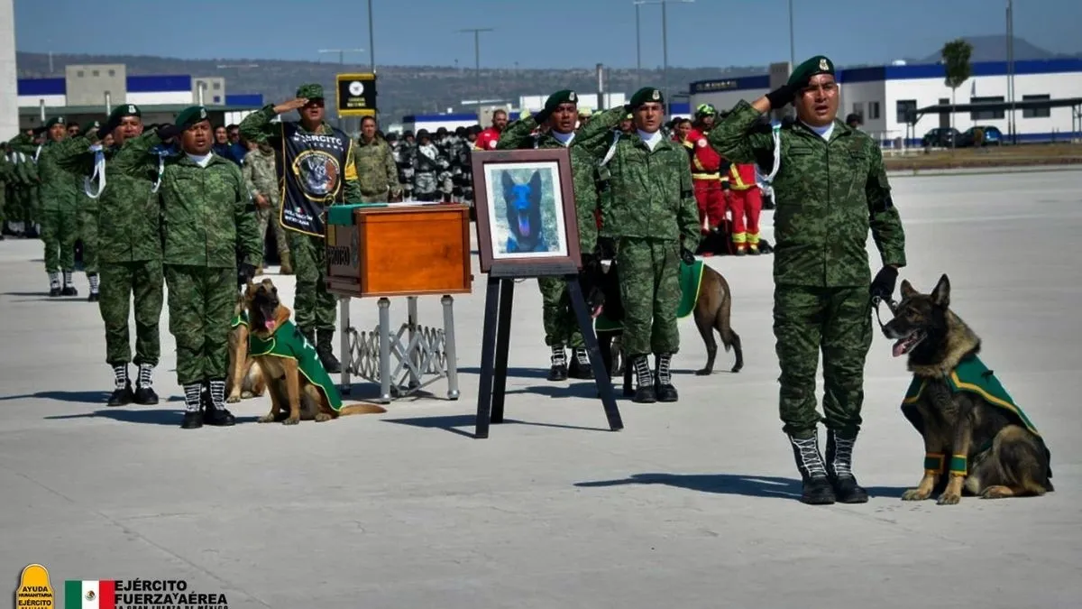 México rinde homenaje a Proteo, el perro que murió en acto de servicio en Turquía