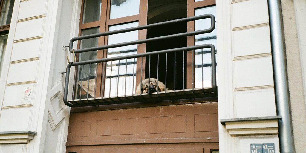 Los perros de caza se queda fuera de la ley de bienestar animal.