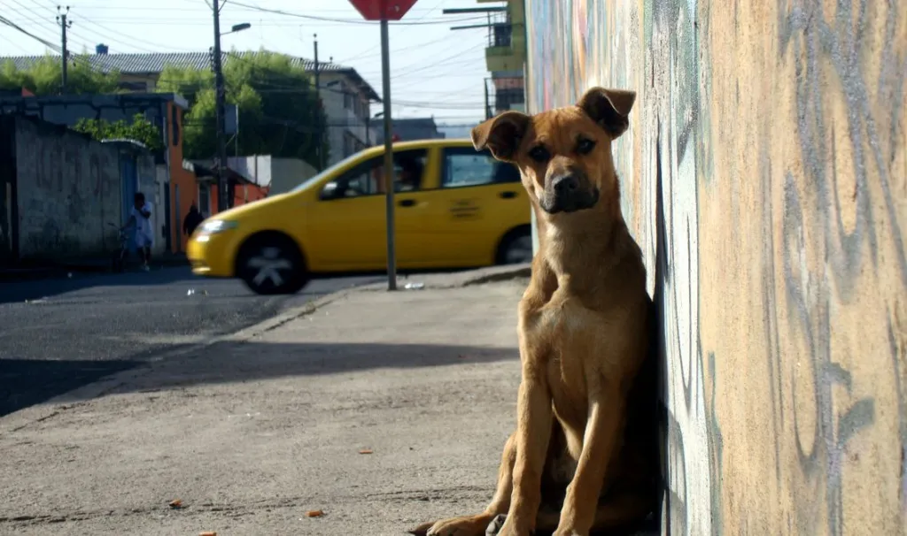 Los perros de caza se queda fuera de la ley de bienestar animal.