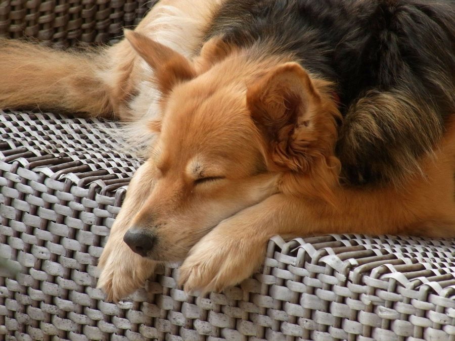 Esta primavera España lanzará al mercado una nueva vacuna contra la leishmaniosis canina, lo que supone un gran logro.