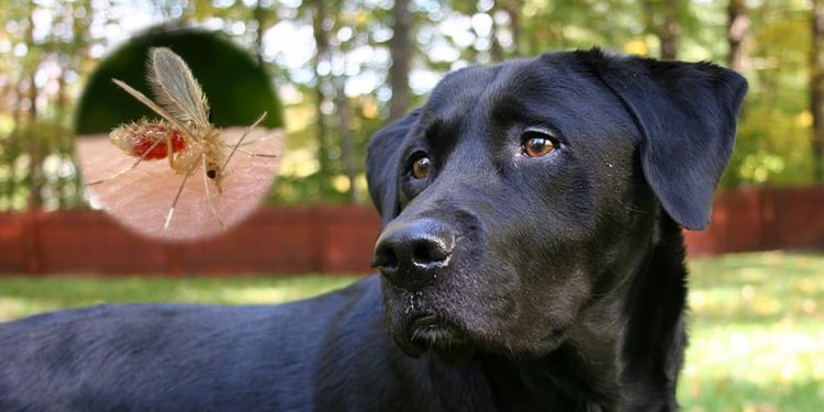 Esta primavera España lanzará al mercado una nueva vacuna contra la leishmaniosis canina, lo que supone un gran logro.