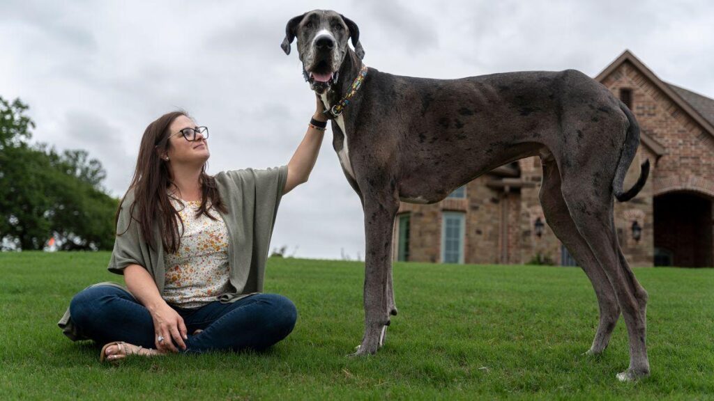 Se llama Zeus y es el perro más alto del mundo, así lo atestigua el Récord Guinness 2023,  que Zeus acaba de ganar este año. ¡Felicidades