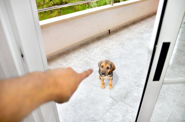 Los perros y el sentimiento de culpa por riñas y castigos mal aplicados. Oriol Ribas, especialista en conducta canina nos lo explica.