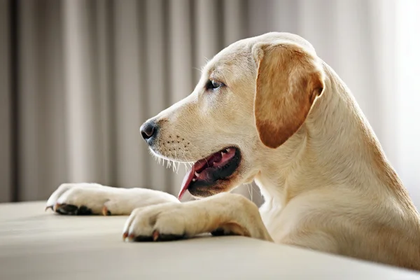 Parece que es cierto, los perros detectan quién es de fiar y quién no, así lo avalan algunos estudios y experimentos. Toda una proeza.