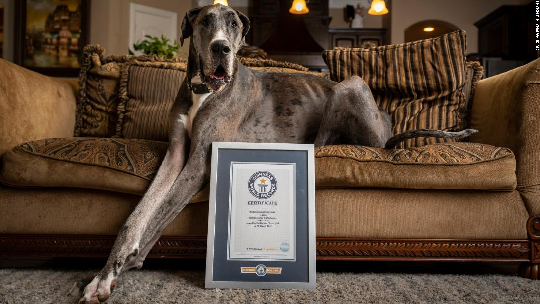 El perro más alto del mundo se llama Zeus