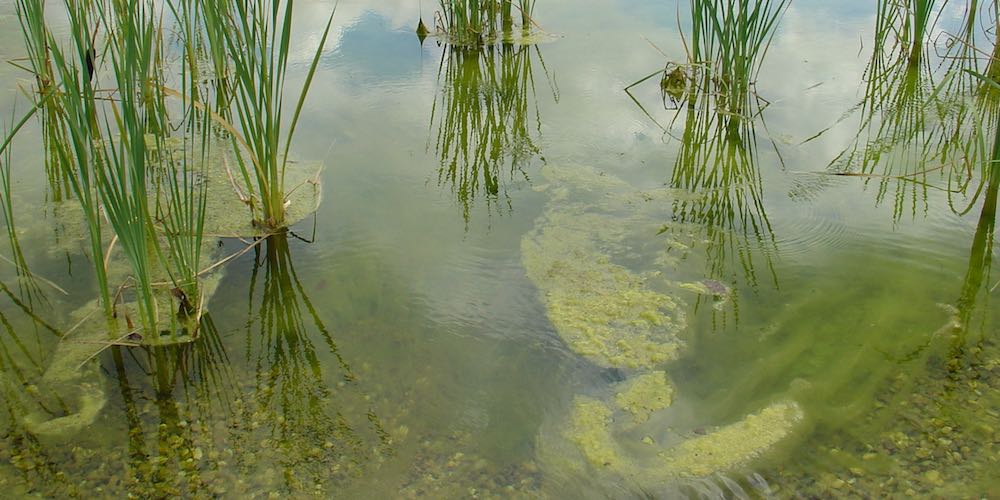 Las algas verdeazuladas son muy peligrosas para los perros. Son altamente tóxicas, por lo que es preciso que se bañen en aguas verdes.