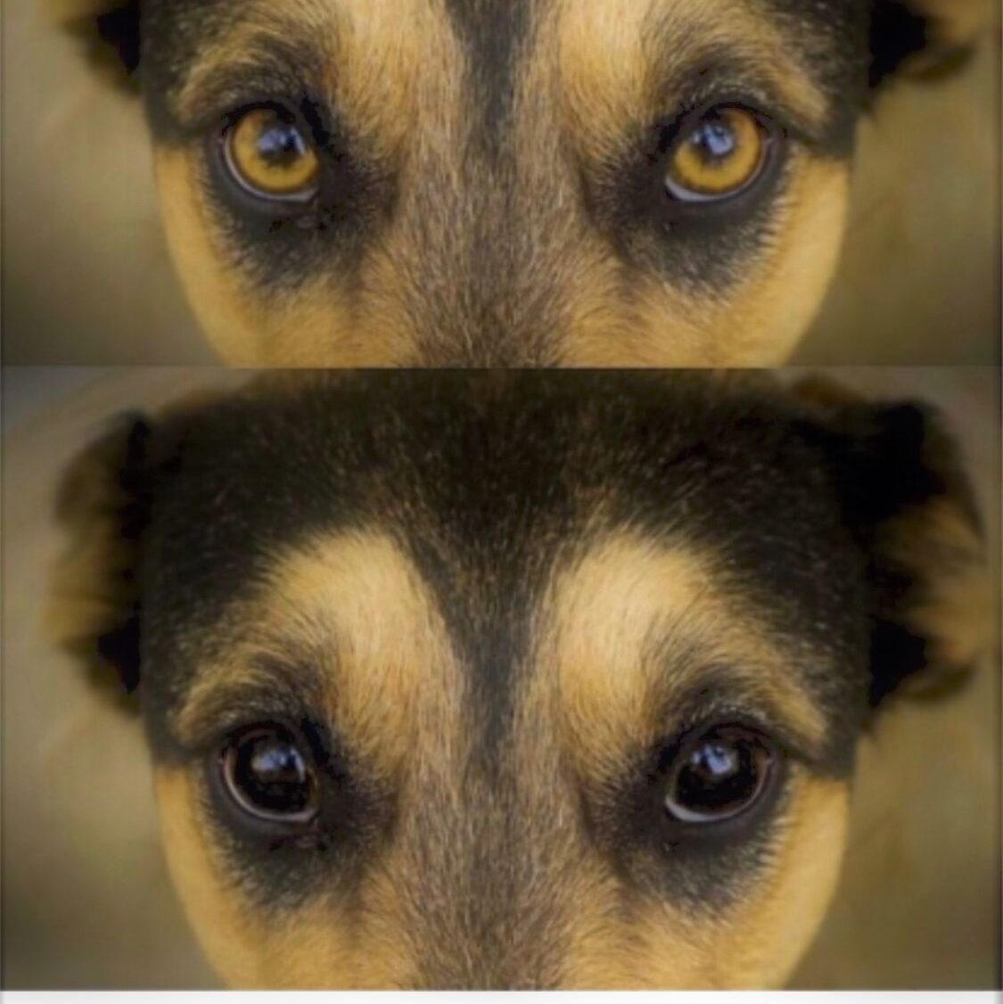 Los perros tienen los ojos más oscuros que el lobo. Todo tiene una explicación científica. Descúbrela en este artículo.